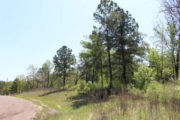 a view of a forest filled with trees