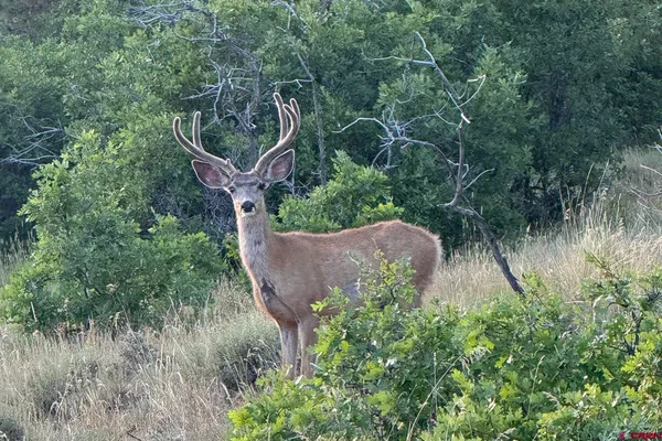 $5,395,000 | 1250 McKenzie Springs Road, Placerville, CO 81430