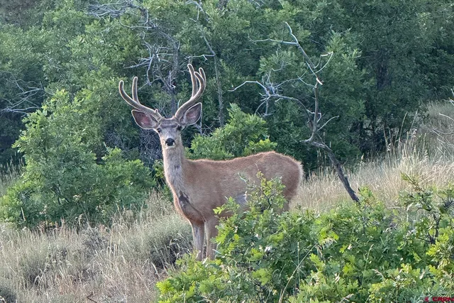 $5,395,000 | 1250 McKenzie Springs Road, Placerville, CO 81430