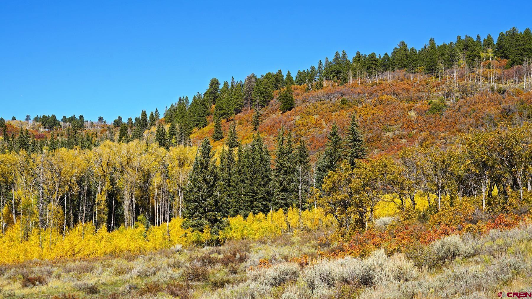 1250 McKenzie Springs Road Placerville, CO 81430 - Photo 6 of 45 a view of a yard