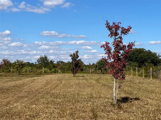 a view of a dry yard with a tree