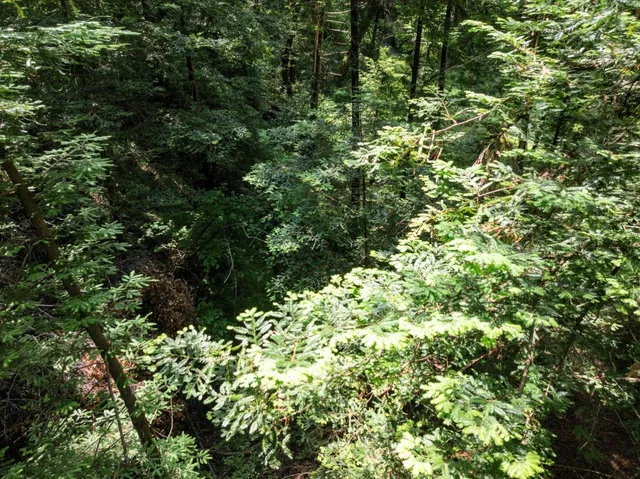 a view of a lush green forest