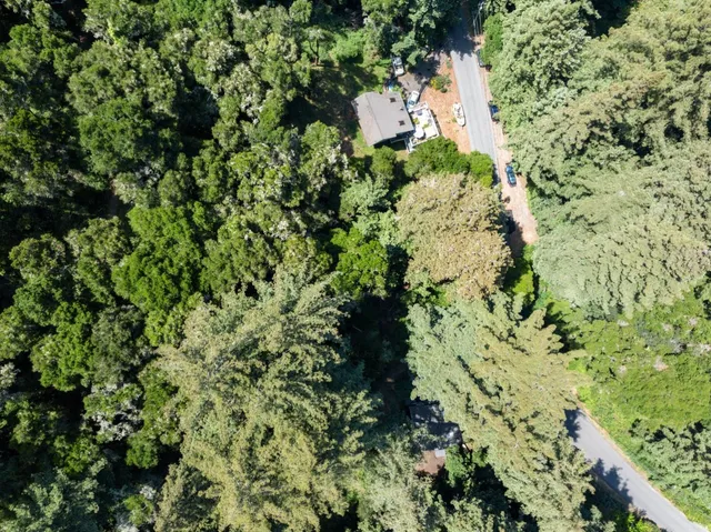 a plant view in yard