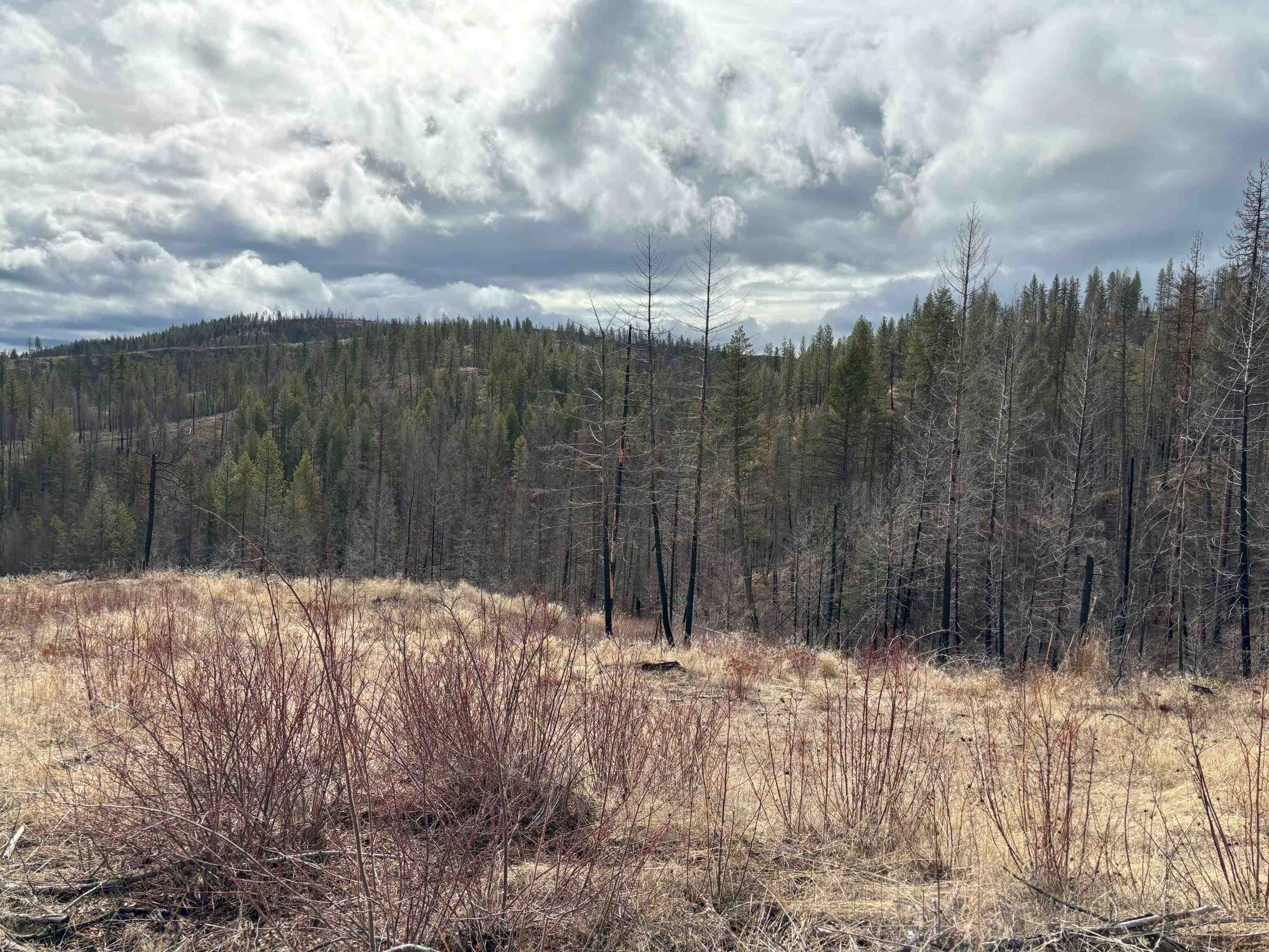 Lot 7 Rail Canyon Road Tumtum, WA 99034 - Photo 19 of 24