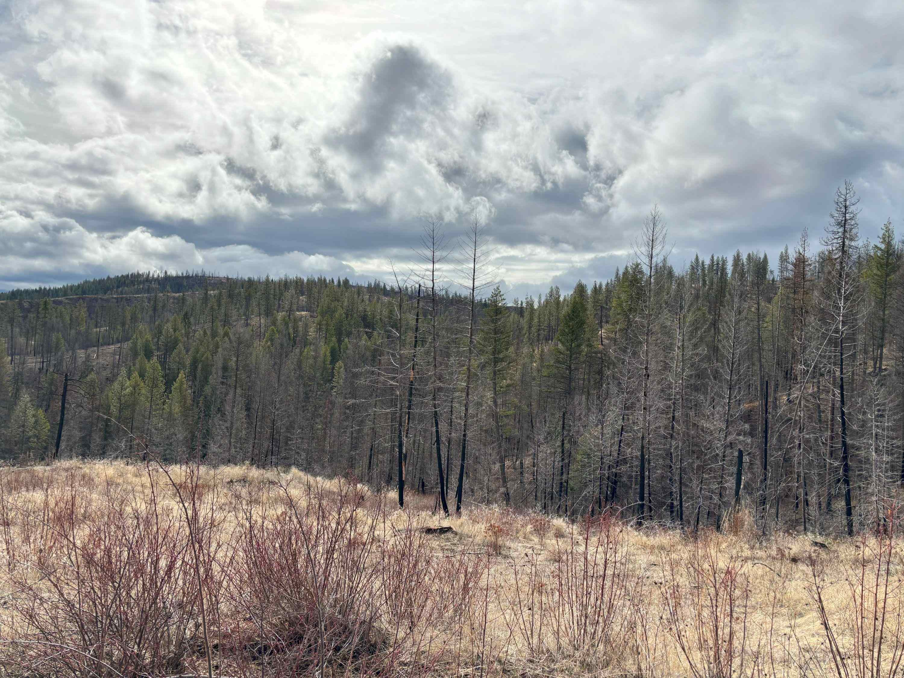 Lot 7 Rail Canyon Road Tumtum, WA 99034 - Photo 20 of 24