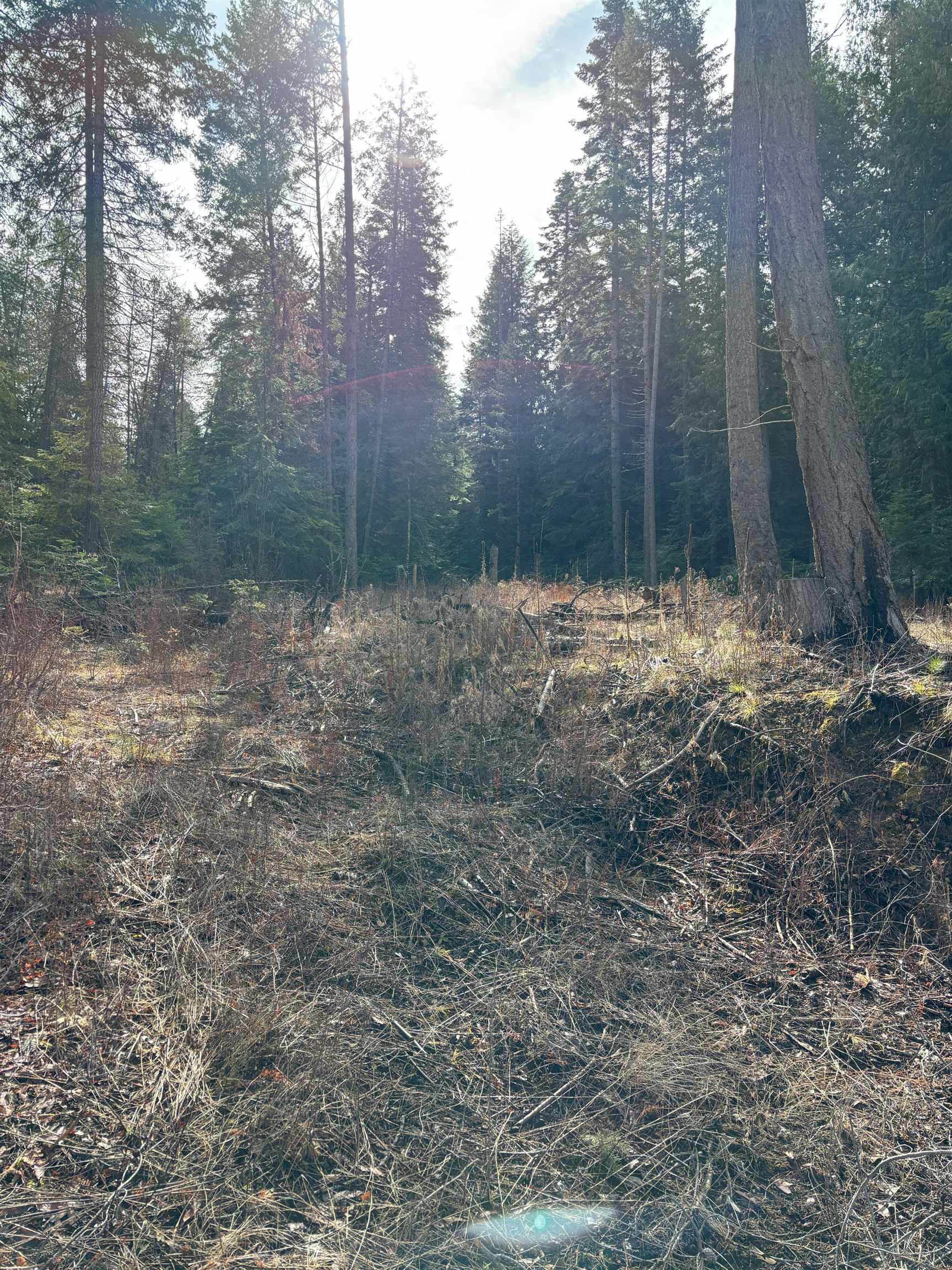 Lot 7 Rail Canyon Road Tumtum, WA 99034 - Photo 8 of 24