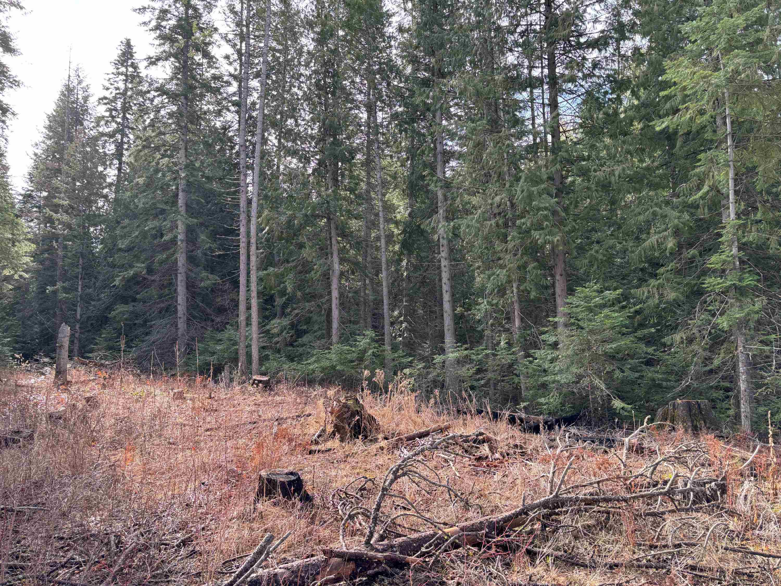 Lot 7 Rail Canyon Road Tumtum, WA 99034 - Photo 9 of 24