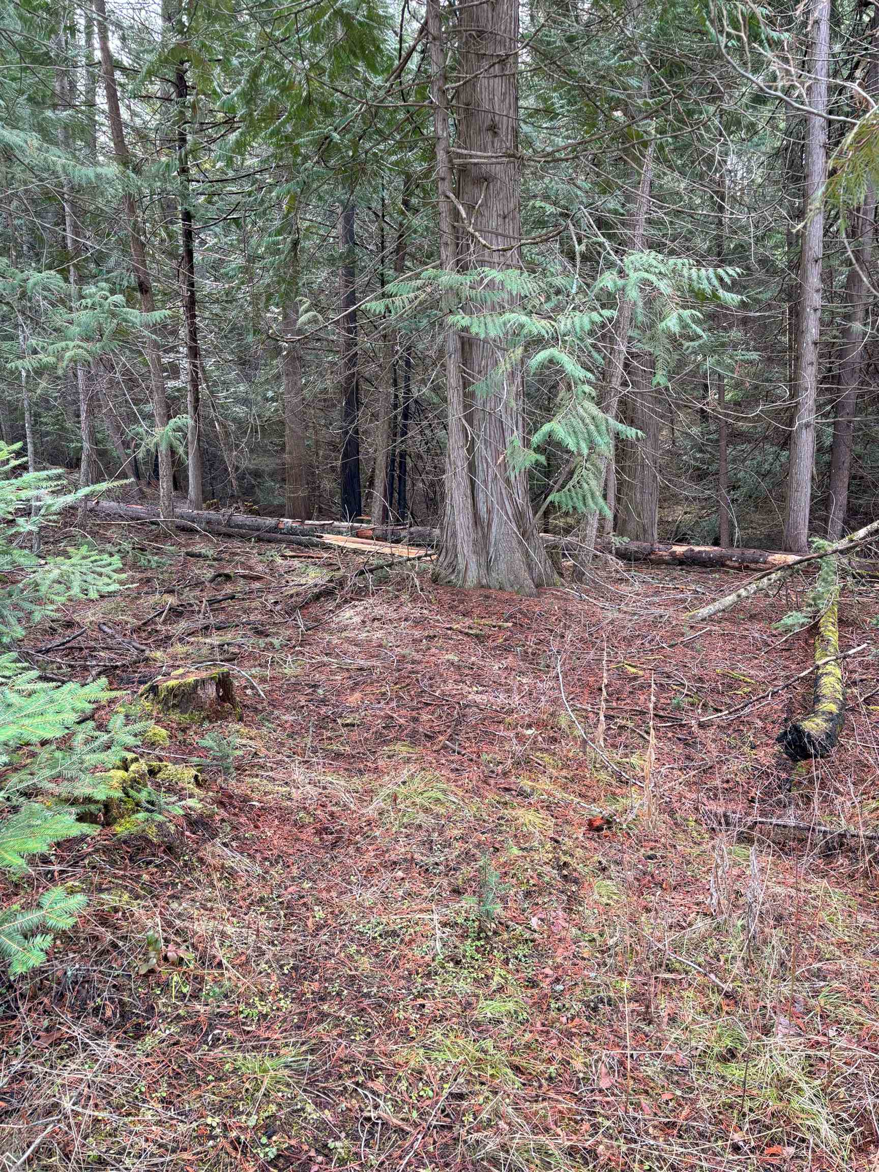 Lot 7 Rail Canyon Road Tumtum, WA 99034 - Photo 10 of 24