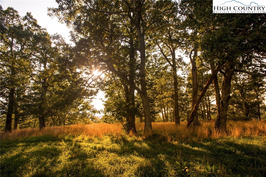 81 Adkins Farm Road Spruce Pine, NC 28777 - Photo 2 of 37 a view of a tree in front of a yard