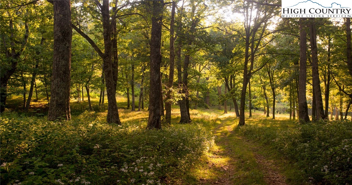 81 Adkins Farm Road Spruce Pine, NC 28777 - Photo 8 of 37 a view of swimming pool and trees