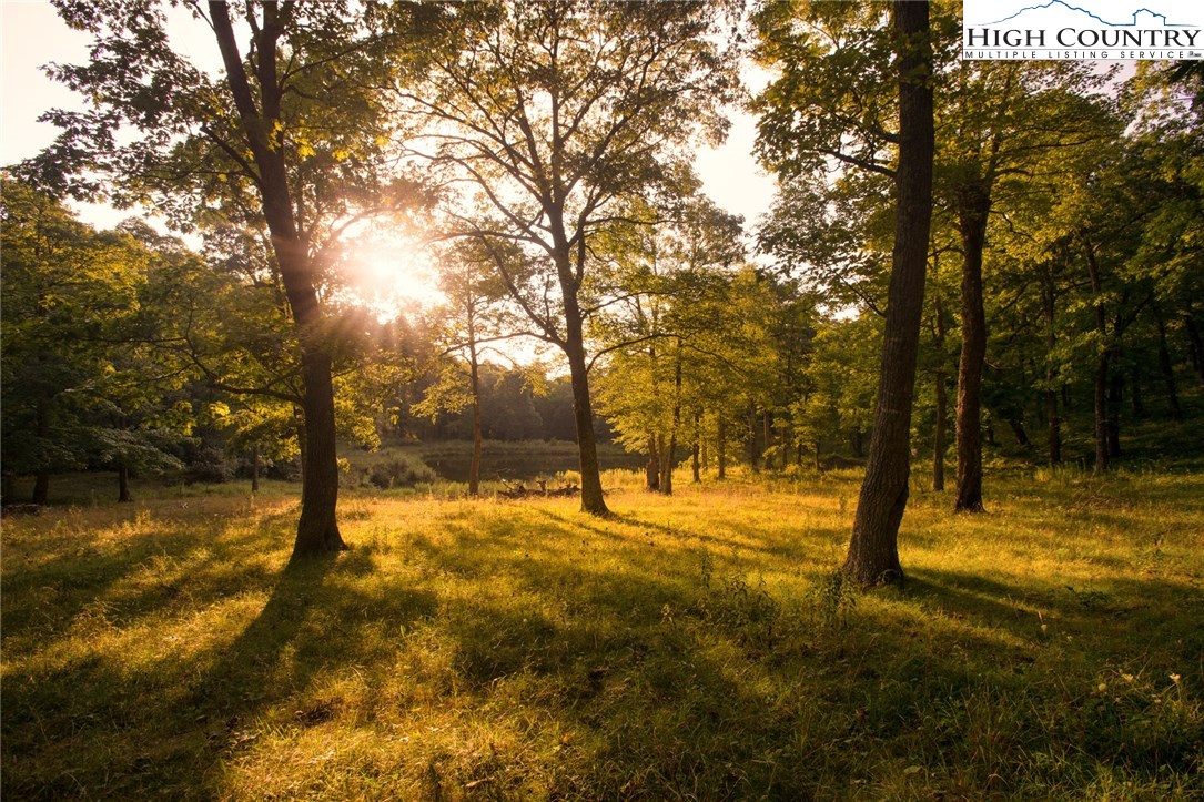 81 Adkins Farm Road Spruce Pine, NC 28777 - Photo 10 of 37 a view of yard with trees