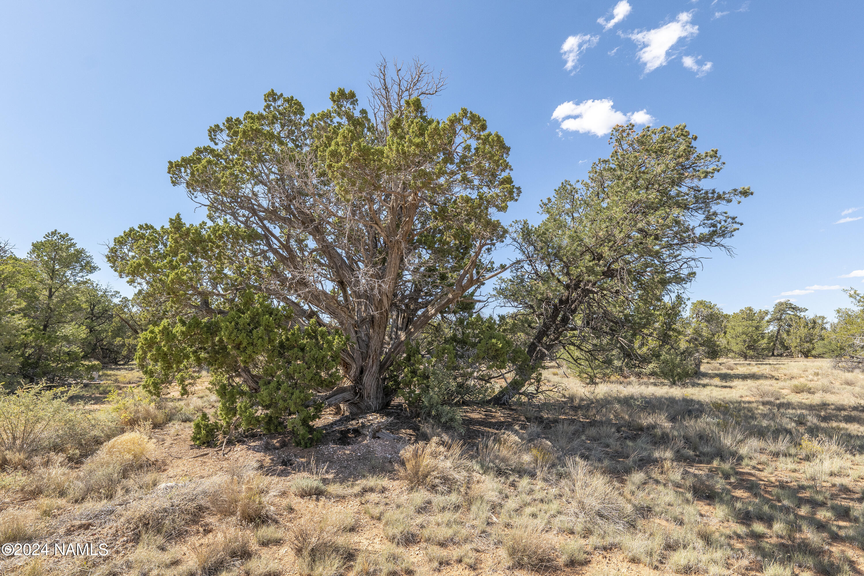 4750 Woodlands Ranch Road Williams, AZ 86046 - Photo 4 of 31 Trees!