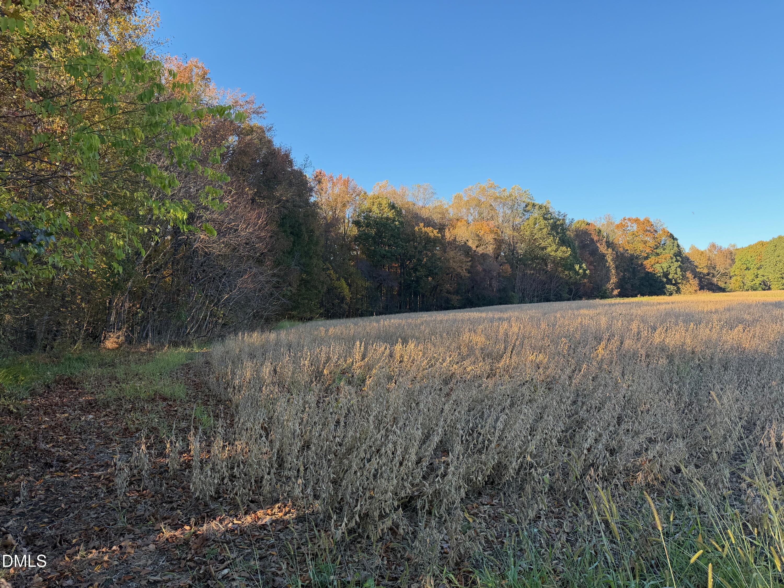 1244 Jones Road Hurdle Mills, NC 27541 - Photo 7 of 17 a view of a dry yard with trees
