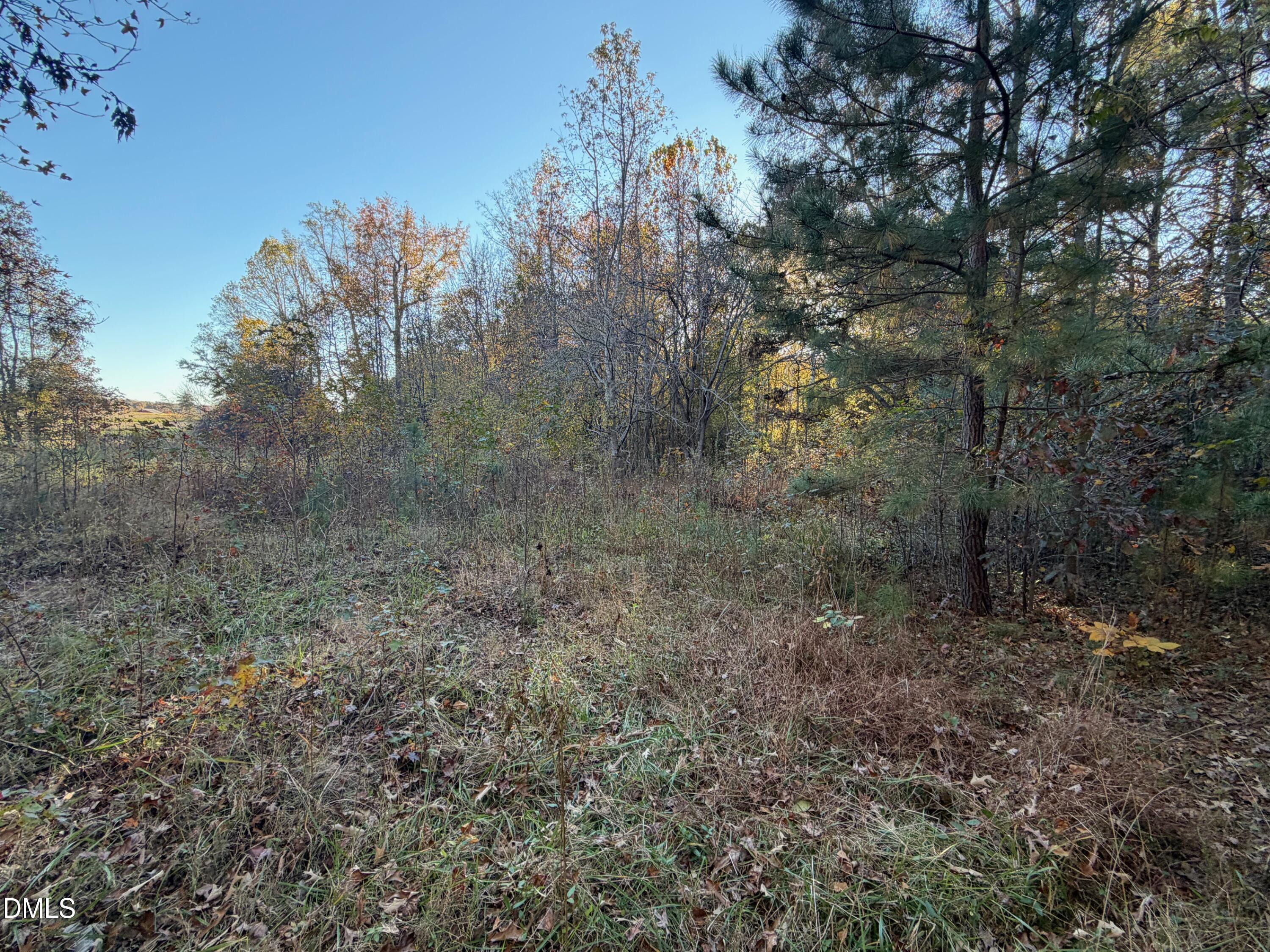 1244 Jones Road Hurdle Mills, NC 27541 - Photo 10 of 17 a view of a forest with trees in the background
