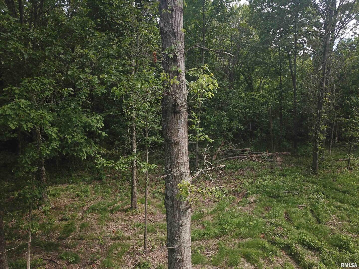 0 Beard Road Xenia, IL 62899 - Photo 23 of 24 a view of a forest