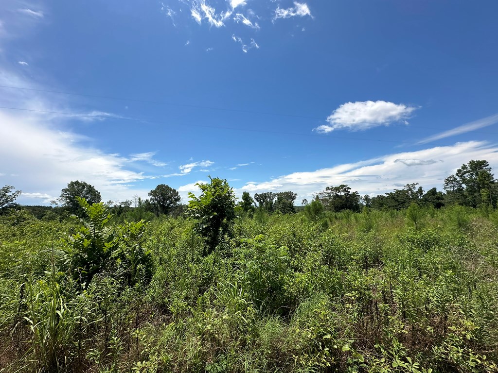 250 Adams Mill Road Clayton, AL 36016 - Photo 21 of 74