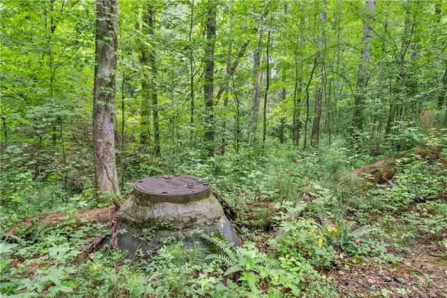 a view of a forest that has large trees