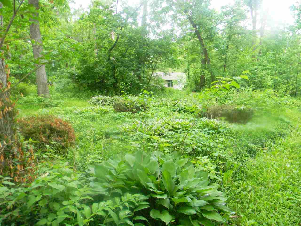 2150 Lake Summerset Road Davis, IL 61019 - Photo 6 of 18 a view of a lush green forest