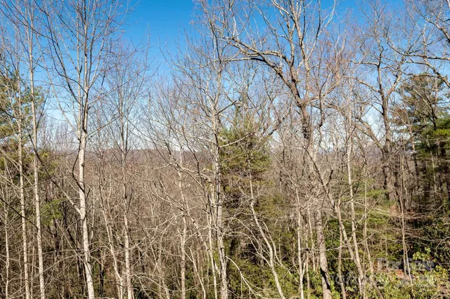 a view of a yard with a tree