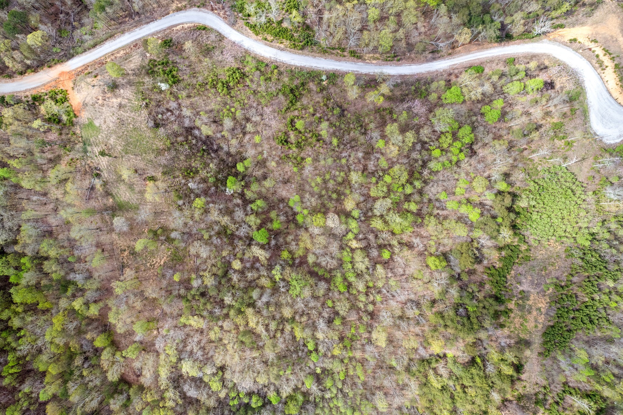 0 Float Drive Waverly, TN 37185 - Photo 7 of 18 a close up of a tree