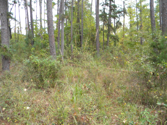 4038 Vern Sikking Road Appling, GA 30802 - Photo 1 of 1 Main View