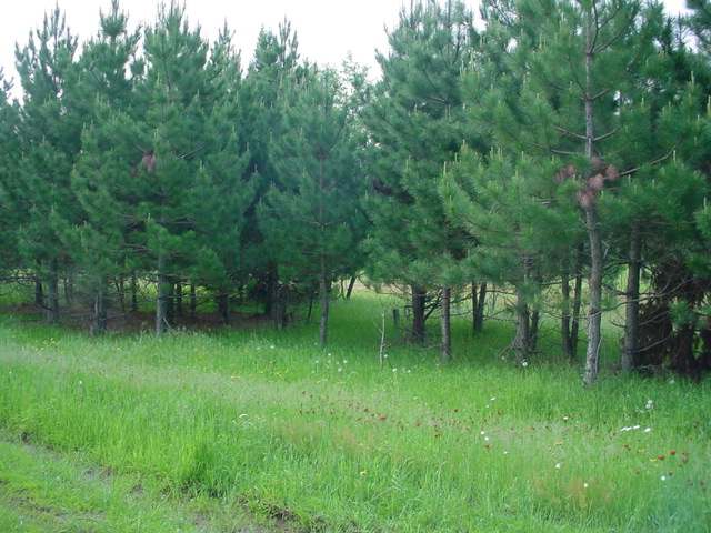 Parcel B Parcel B Enterprise Creek Road Rhinelander, WI 54501 - Photo 11 of 11 Gallery Image 11