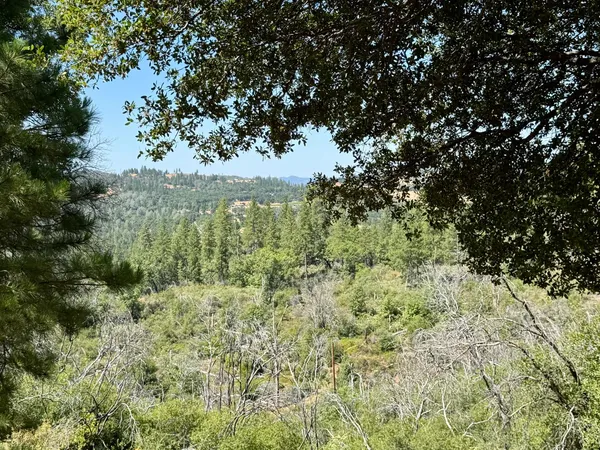 a view of a garden with a tree