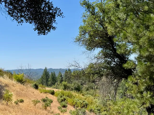 a view of a yard with a tree