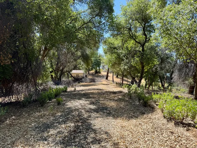 a park view with large trees