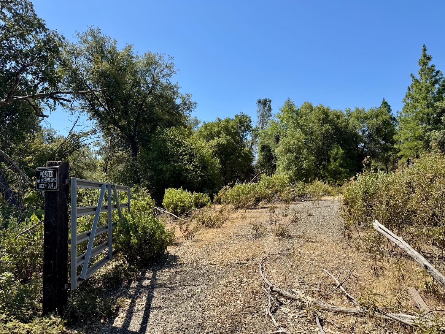 9055 Rodesino Road Mountain Ranch, CA 95246 - Photo 2 of 21 a view of a yard with plants and a tree