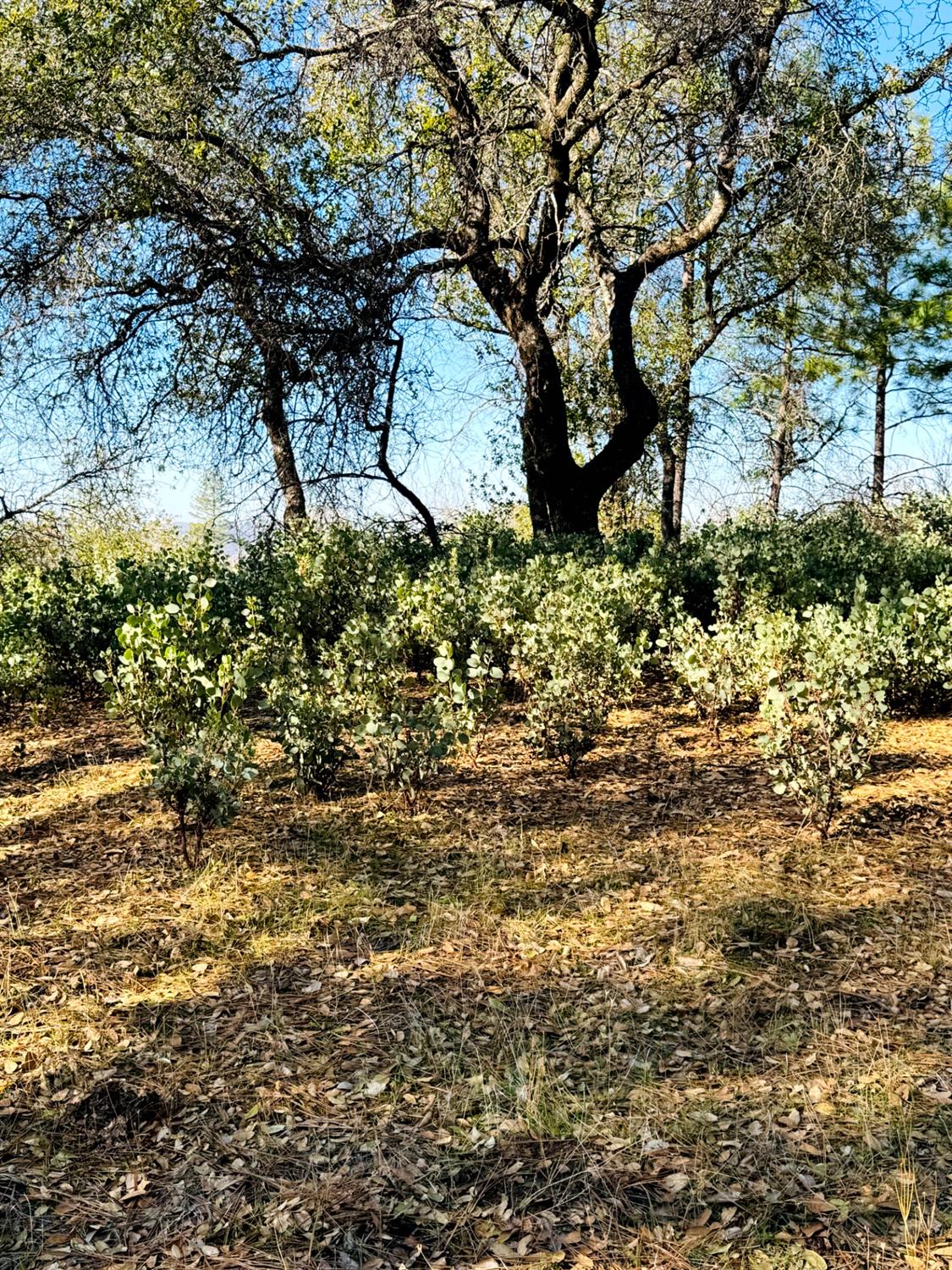 9055 Rodesino Road Mountain Ranch, CA 95246 - Photo 5 of 21 a view of a tree in front of a yard