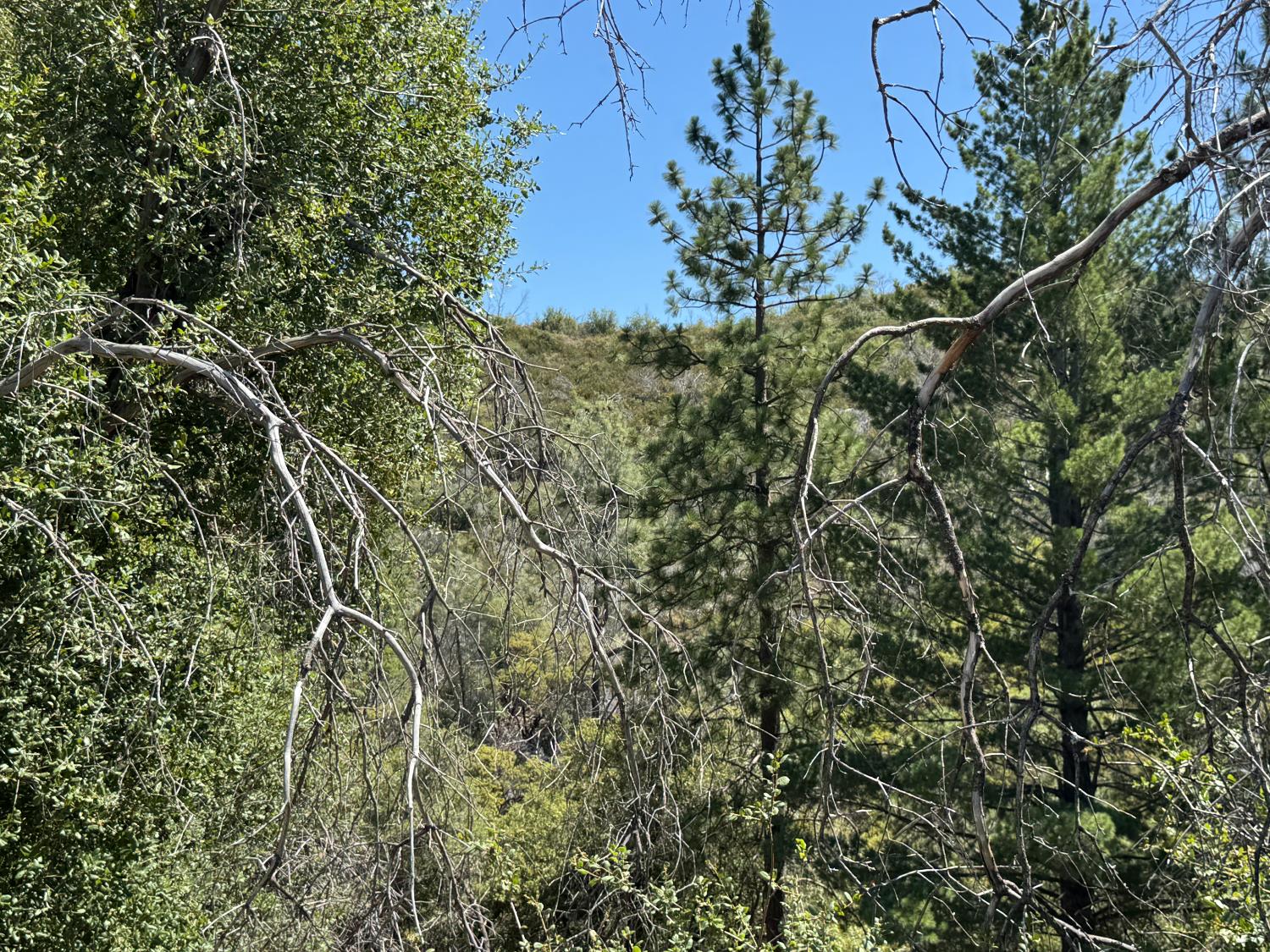 9055 Rodesino Road Mountain Ranch, CA 95246 - Photo 9 of 21 a view of a tree