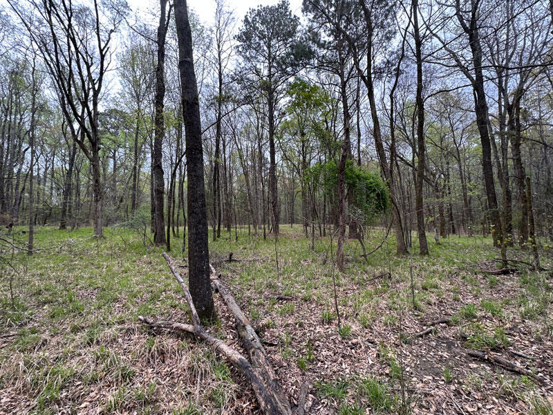 969 Halali Farm Road Evans, GA 30809 - Photo 7 of 8 8woods