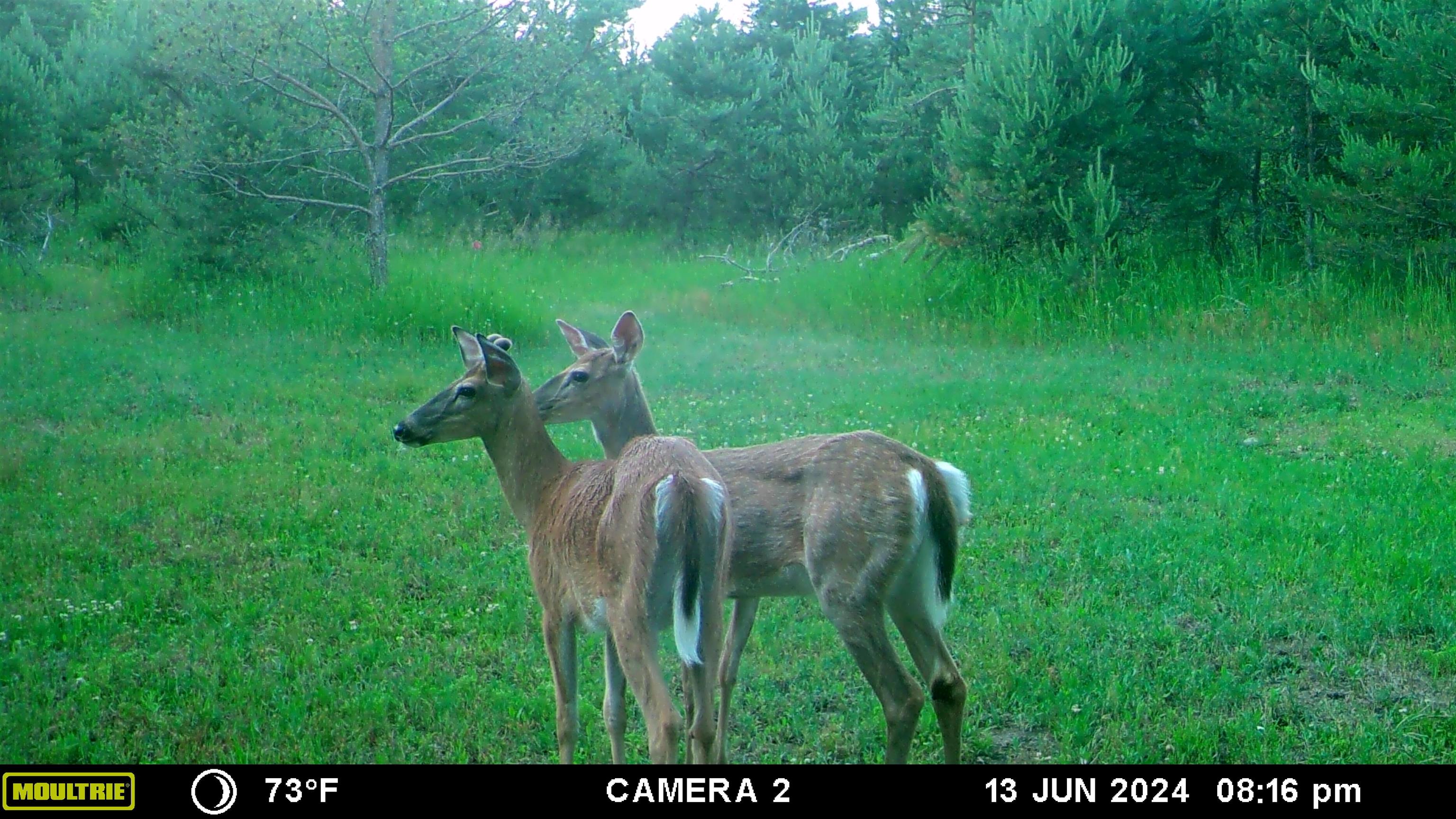 8405 North 9 Road Mesick, MI 49668 - Photo 14 of 81
