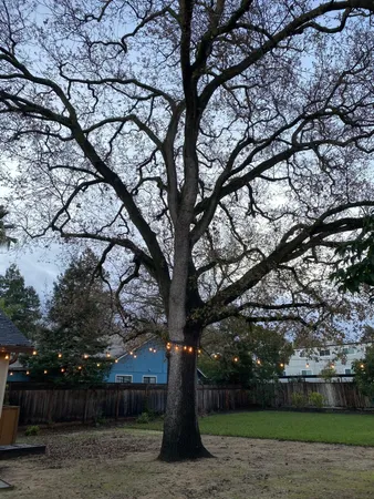 a tree in the middle of a yard