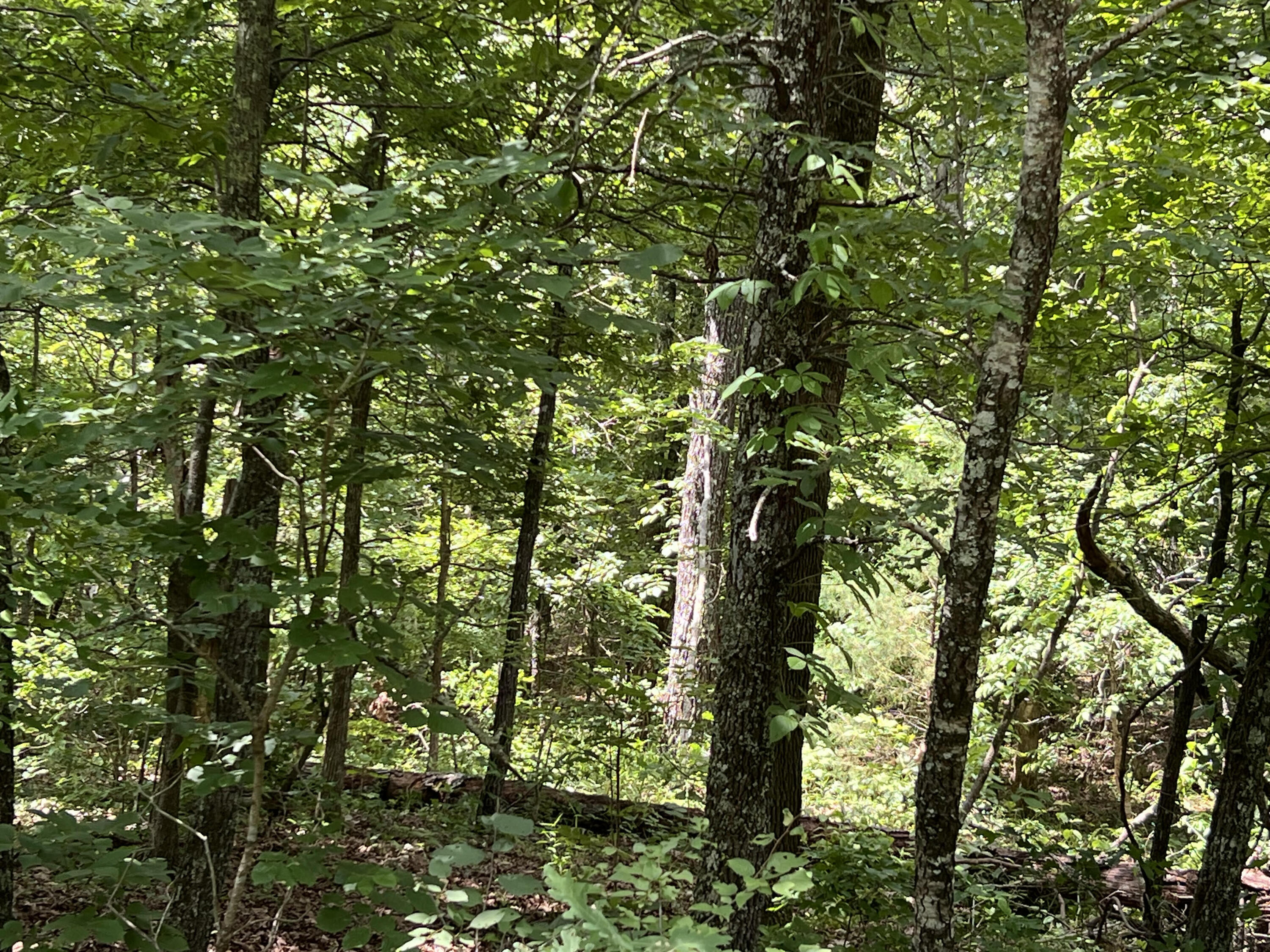 0 Pr Off Ridge Haven Mammoth Spring, AR 72554 - Photo 2 of 5 RidgeHaven1