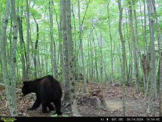 9999 Bailey Branch Manchester, KY 40962 - Photo 2 of 22 868032064699378-10-4-05142024105442-W101