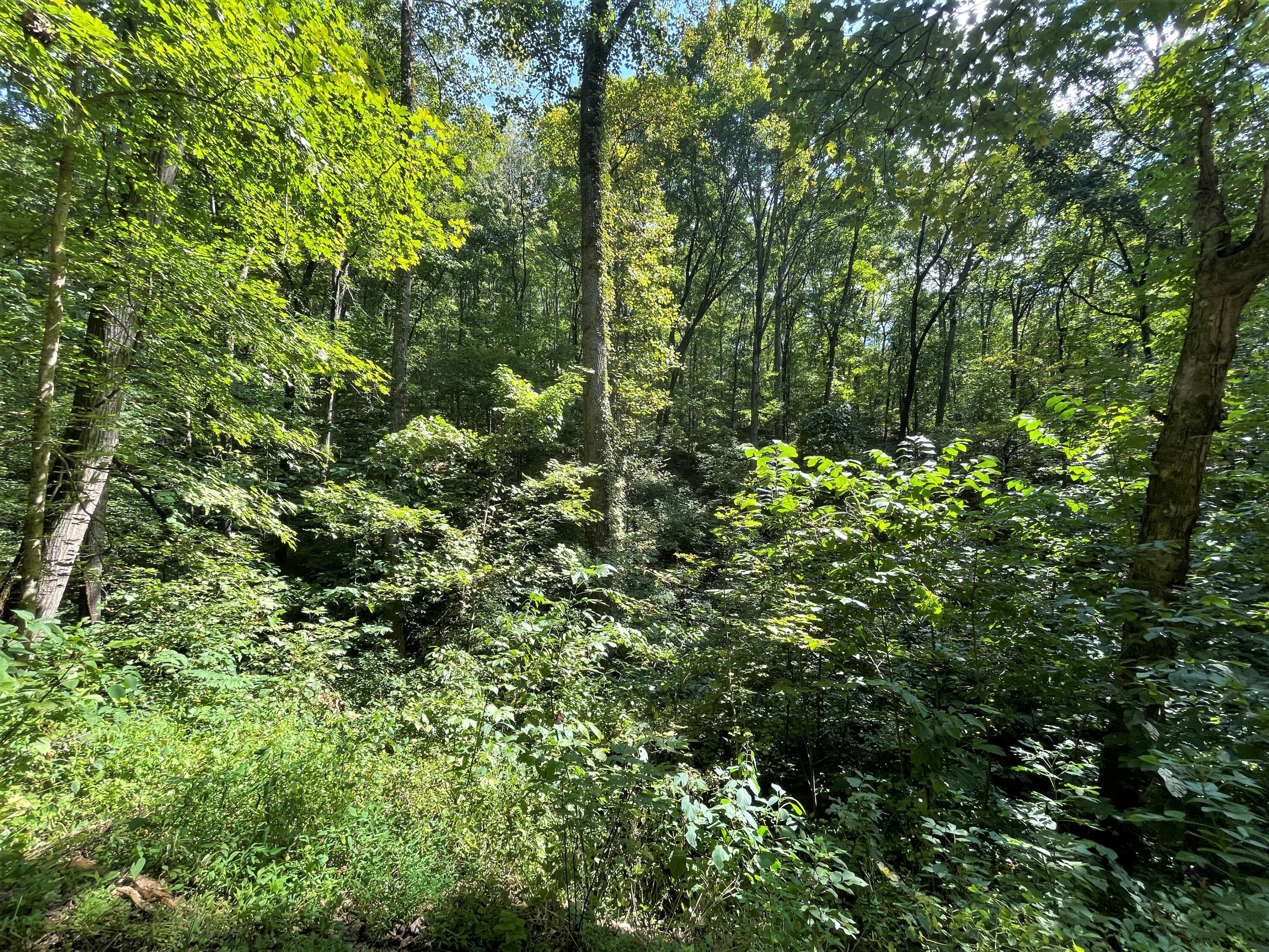 Lot Abc Dyer Hollow Road Mohawk, TN 37810 - Photo 11 of 32 IMG_4019