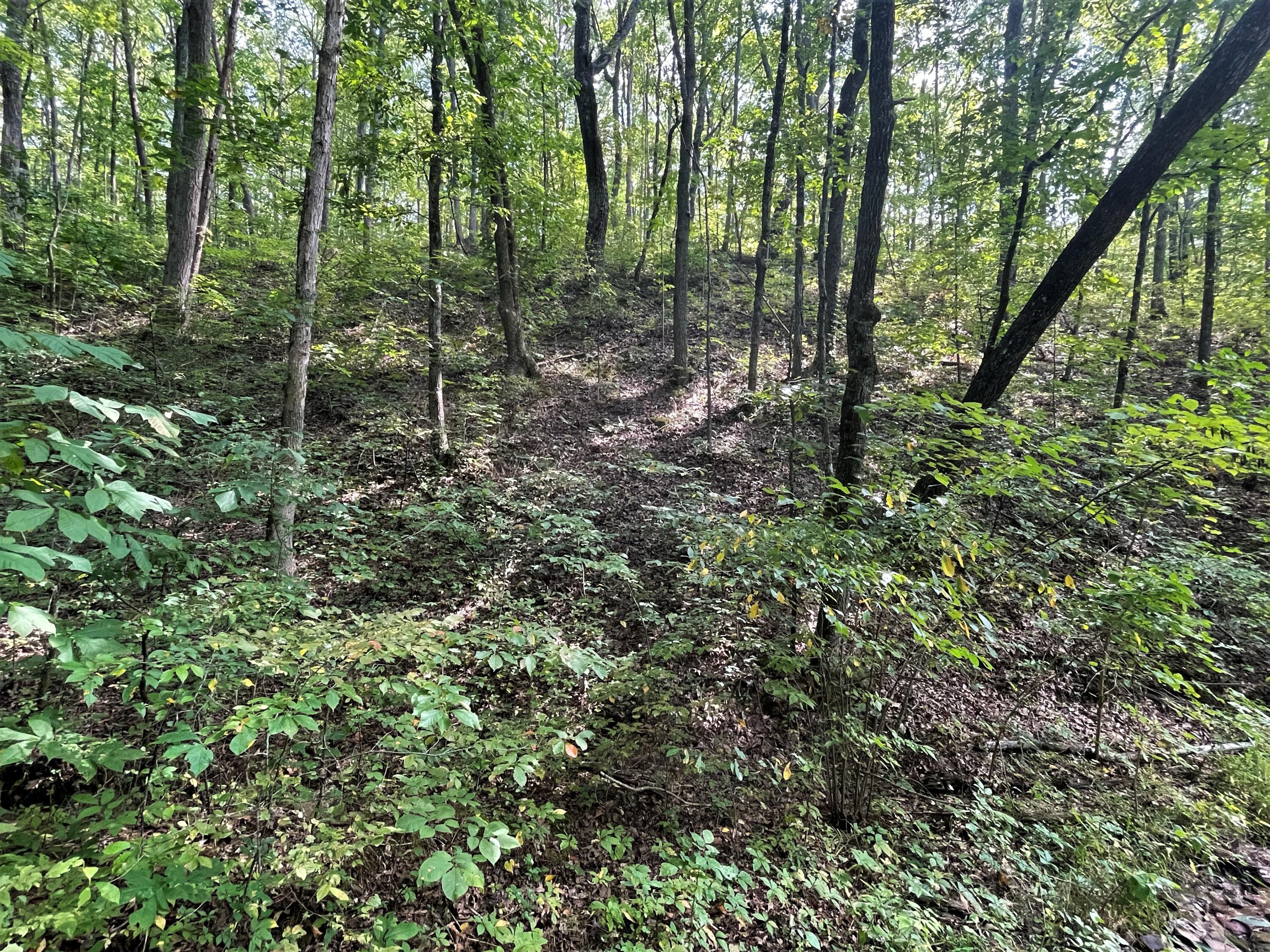 Lot Abc Dyer Hollow Road Mohawk, TN 37810 - Photo 20 of 32 IMG_4028