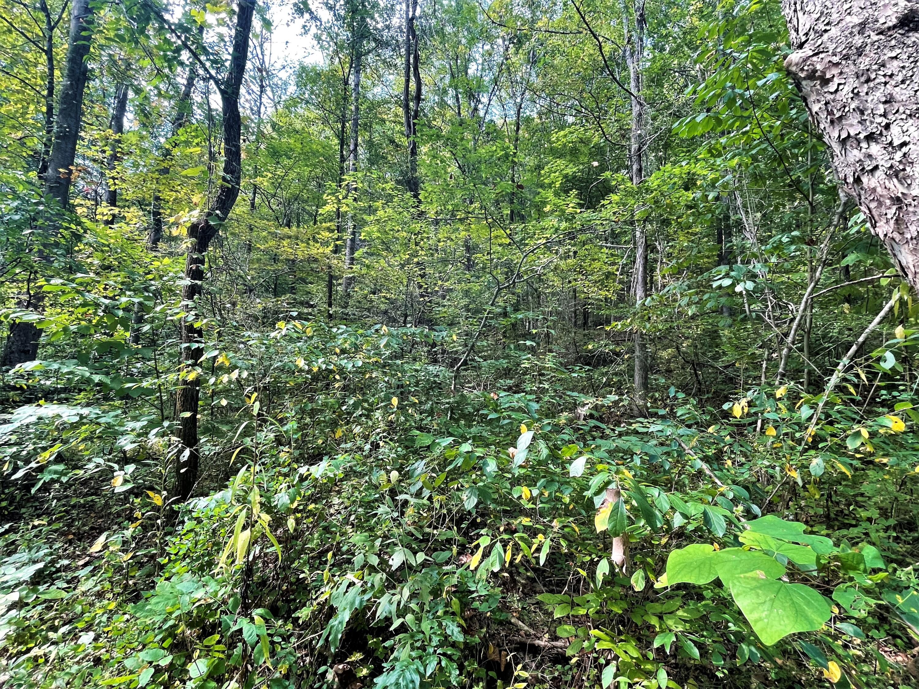 Lot Abc Dyer Hollow Road Mohawk, TN 37810 - Photo 21 of 32 IMG_4029