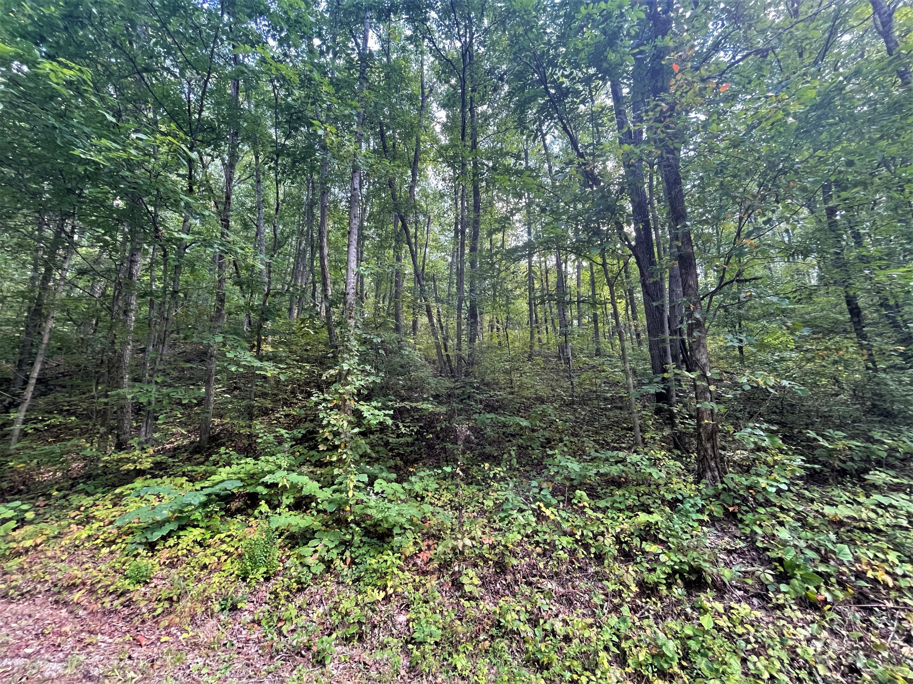 Lot Abc Dyer Hollow Road Mohawk, TN 37810 - Photo 22 of 32 IMG_4030