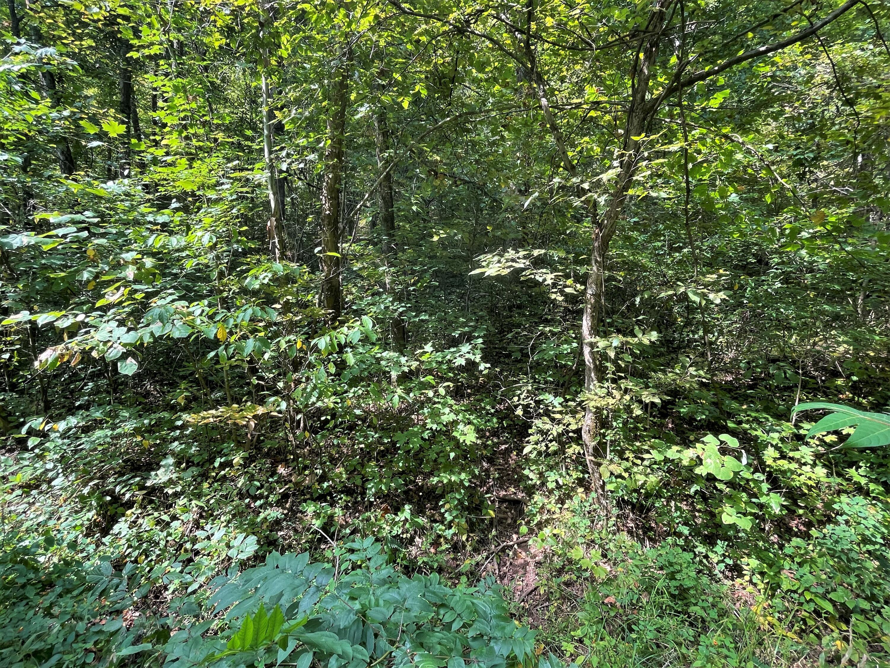 Lot Abc Dyer Hollow Road Mohawk, TN 37810 - Photo 25 of 32 IMG_4033