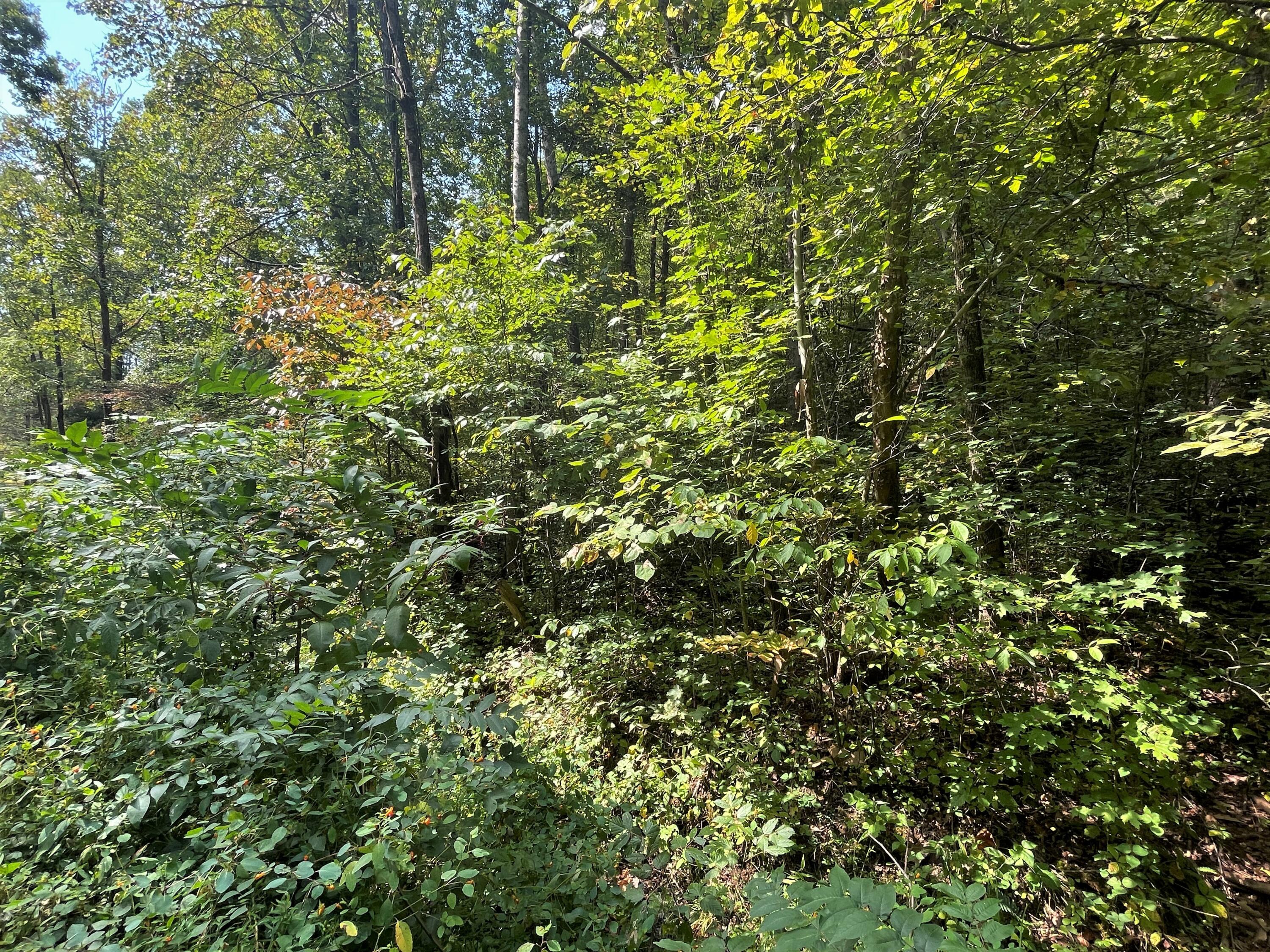 Lot Abc Dyer Hollow Road Mohawk, TN 37810 - Photo 27 of 32 IMG_4034