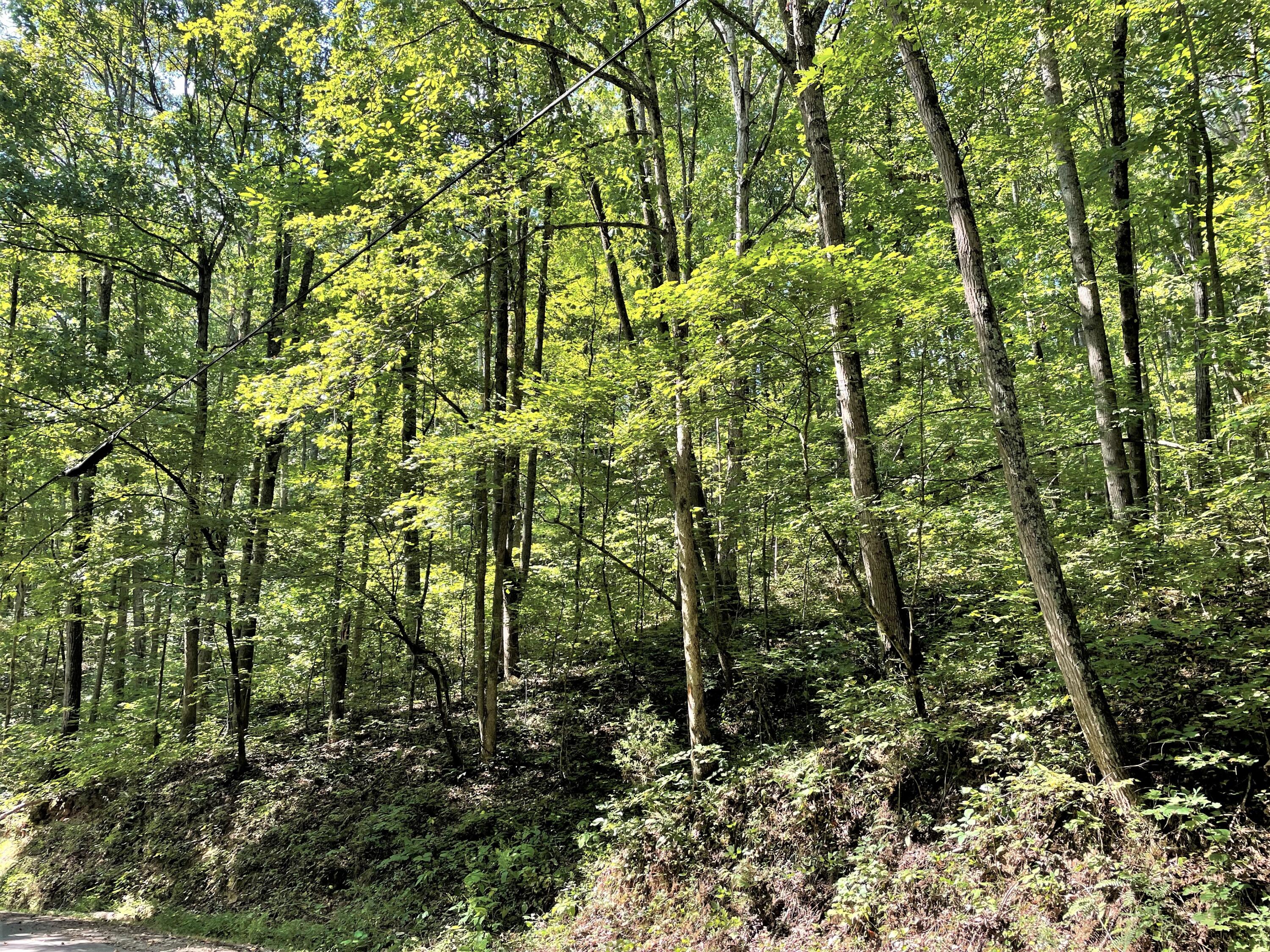 Lot Abc Dyer Hollow Road Mohawk, TN 37810 - Photo 7 of 32 IMG_4015