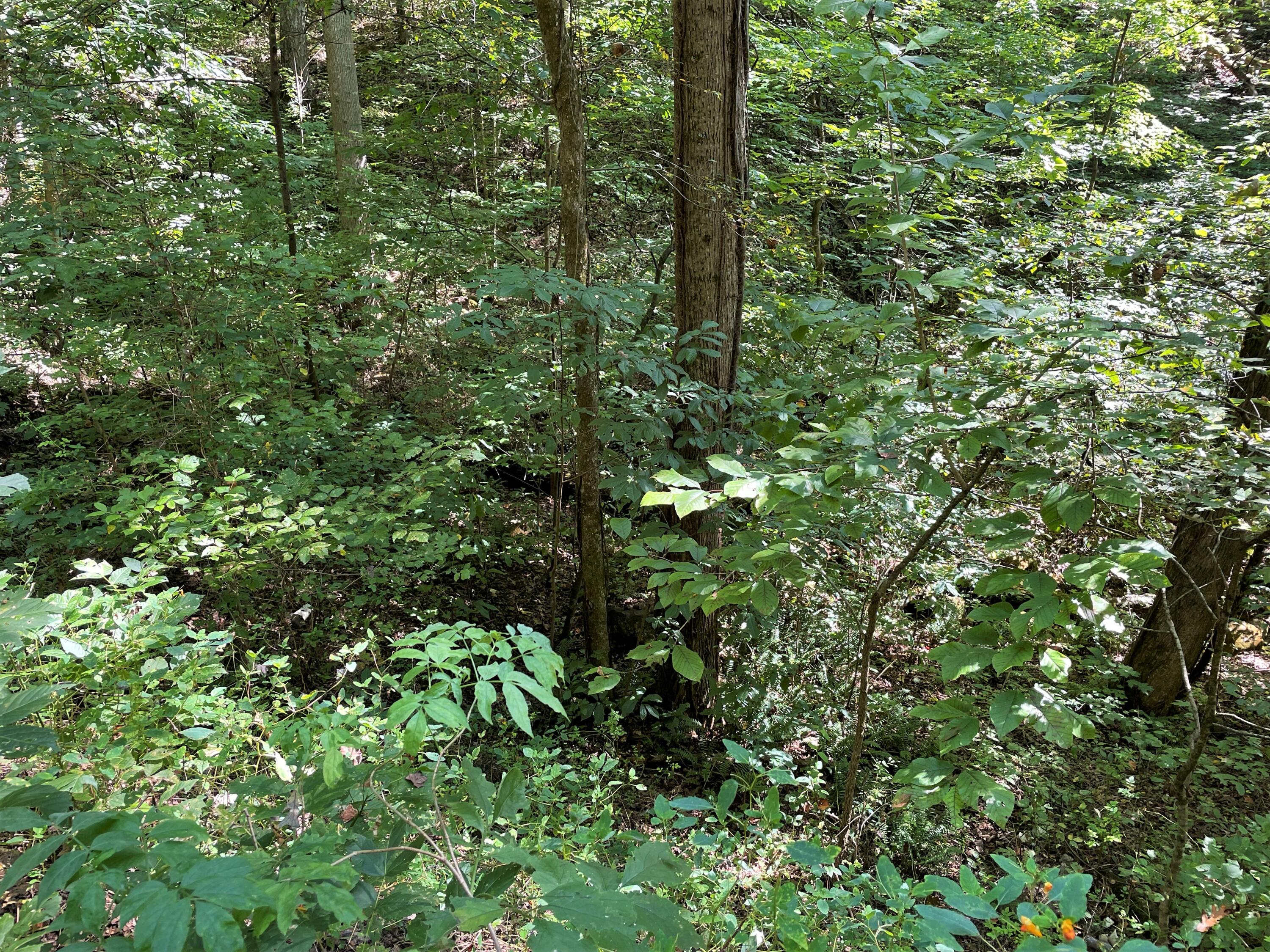 Lot Abc Dyer Hollow Road Mohawk, TN 37810 - Photo 8 of 32 IMG_4016
