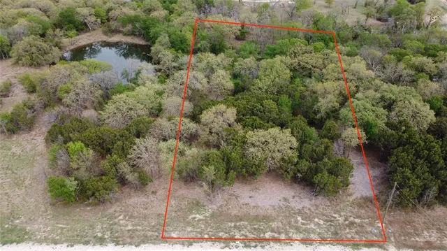 a view of a forest with a tree