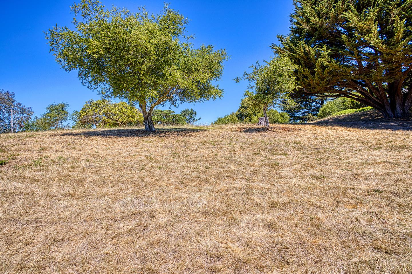 9757 Monroe Avenue Aptos, CA 95003 - Photo 8 of 13 a view of a yard with a tree