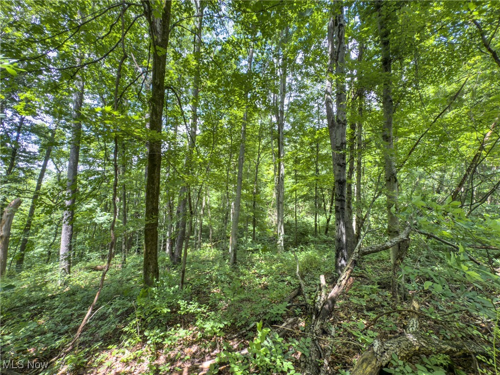 59900 Ramsey Ridge Road Jacobsburg, OH 43933 - Photo 31 of 35 View of wooded area