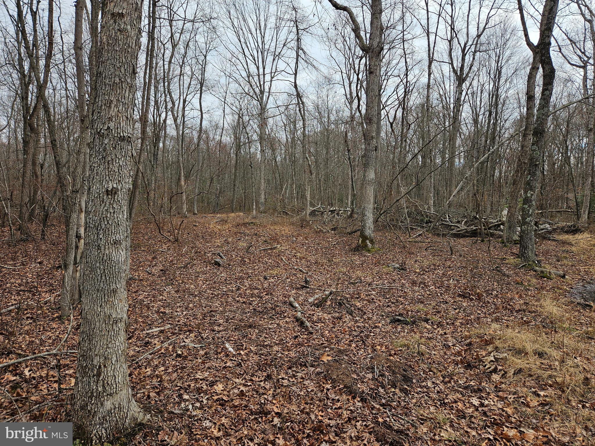 a view of a yard with large trees