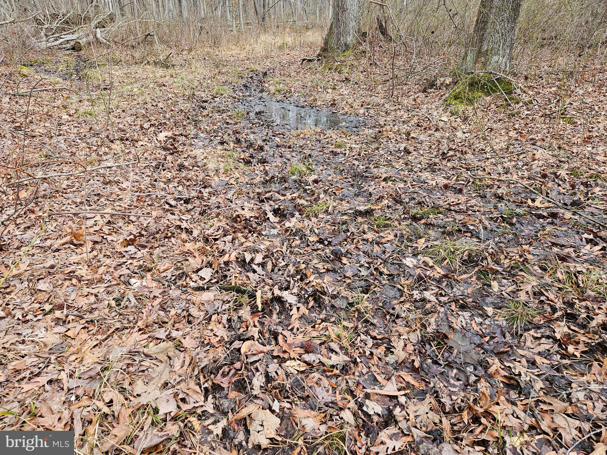 Bradford Johnson Road Galena, MD 21635 - Photo 14 of 15 a view of a dry yard with a trees